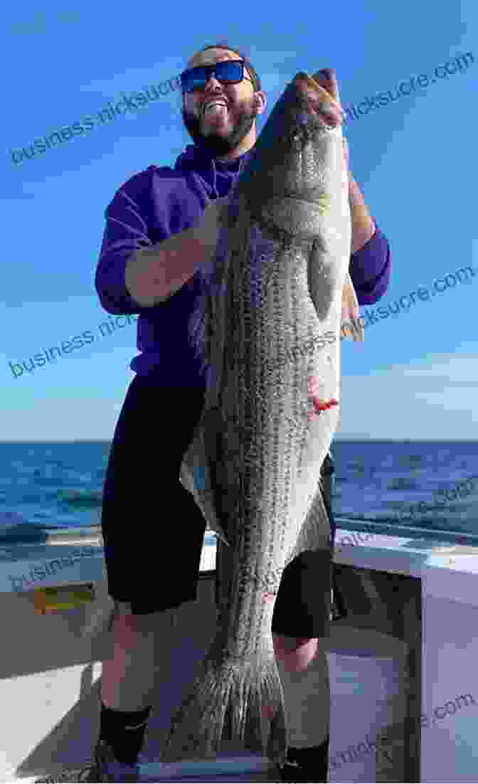 A Large Striped Bass Caught In Cape Cod On The Run: An Angler S Journey Down The Striper Coast