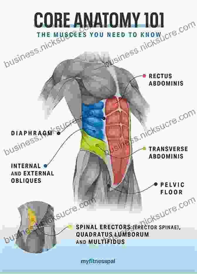 Anatomy Of The Core Muscles Developing The Core (NSCA Sport Performance)