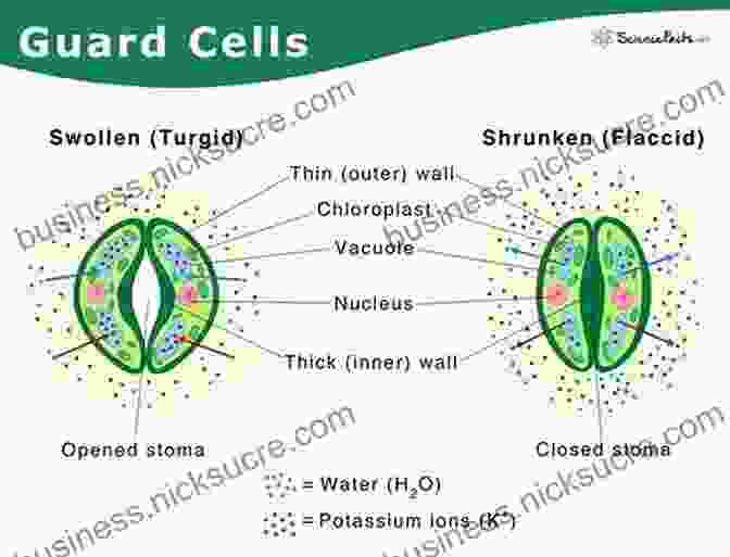 Detailed Diagram Of A Stoma, Showing Guard Cells, Pore, And Surrounding Epidermal Cells. STOMATA: How Plants Breathe Maggie Tokuda Hall