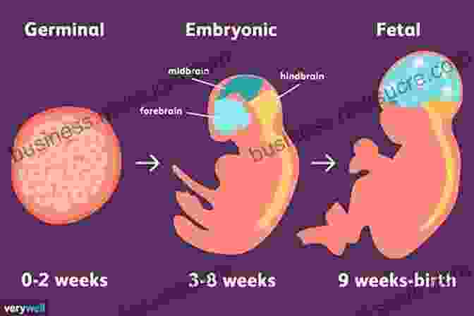 Fetal Programming Emphasizing The Influence Of Prenatal Experiences On The Baby's Long Term Health. Taking Charge Of Your Pregnancy: The New Science For A Safe Birth And A Healthy Baby