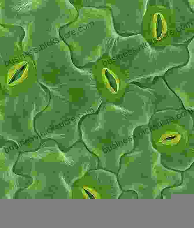 Microscopic Image Of Stomata On A Leaf Surface, Revealing Their Size And Distribution. STOMATA: How Plants Breathe Maggie Tokuda Hall