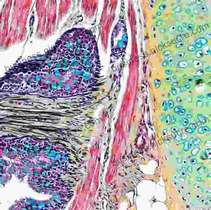 Microscopic Slide Of Stained Tissues Anatomy Histology Cell Biology: PreTest Self Assessment Review Fourth Edition