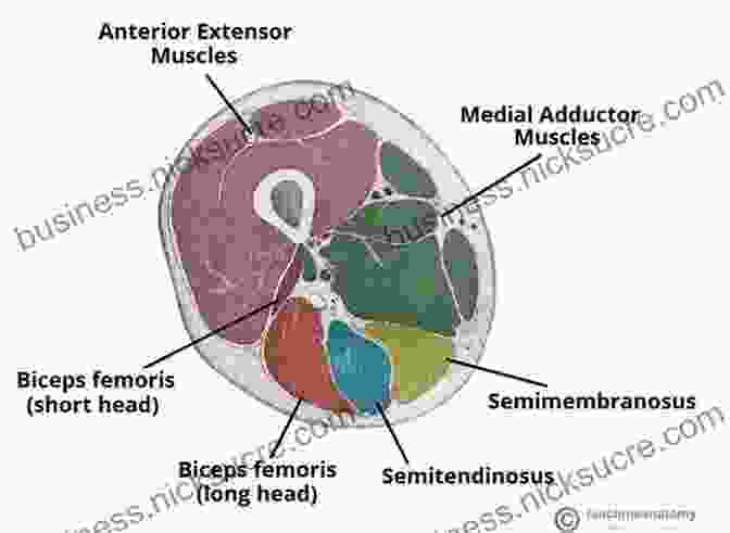 Muscles Used In A Cross (right Cross/left Cross) The Anatomy Of Martial Arts: An Illustrated Guide To The Muscles Used For Each Strike Kick And Throw