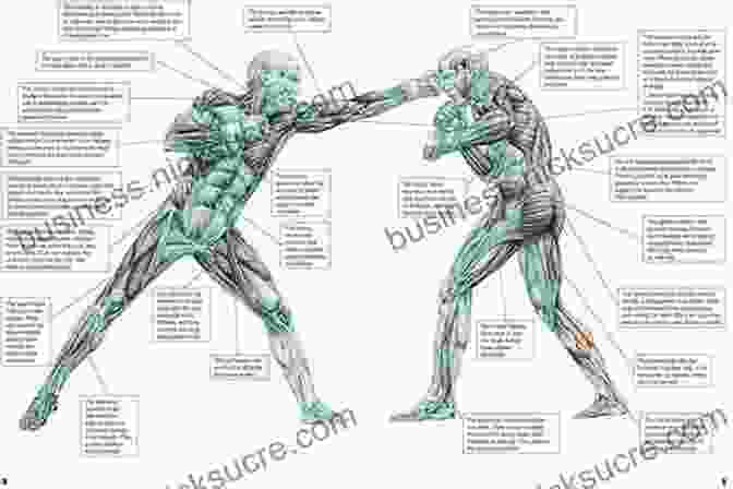 Muscles Used In A Jab (straight Punch) The Anatomy Of Martial Arts: An Illustrated Guide To The Muscles Used For Each Strike Kick And Throw